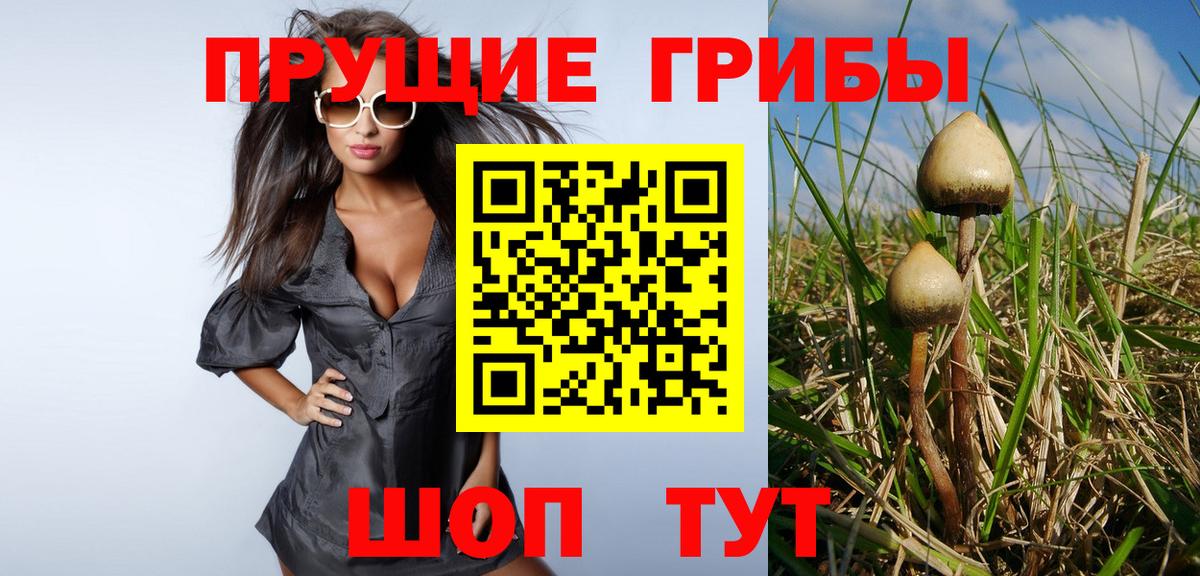 Галлюциногенные грибы Psilocybe  Вход с VPN  Дивногорск 